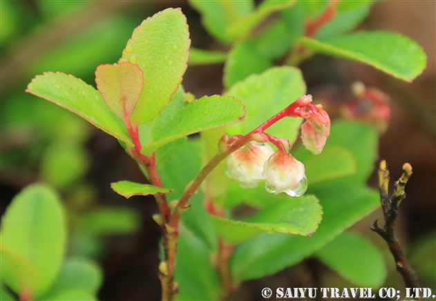 シラタマノキ（白玉の木：Gaultheria pyroloides）