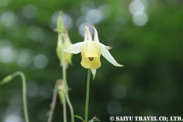 キバナノヤマオダマキ（黄花の山苧環：Aquilegia buergeriana var. buergeriana f. flavescens）