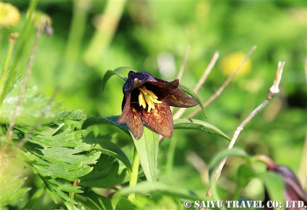 ユリ科 世界の花だより