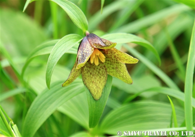 ユリ科 世界の花だより