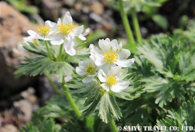 ハクサンイチゲ（白山一花：Anemone narcissiflora）