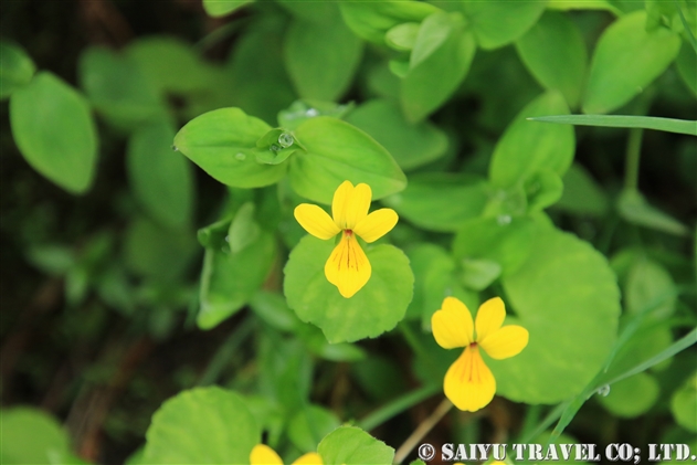 キバナノコマノツメ（黄花の駒の爪：Viola biflora）