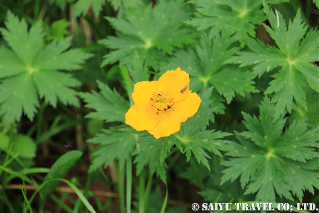 シナノキンバイ（信濃金梅：Trollius japonicus）