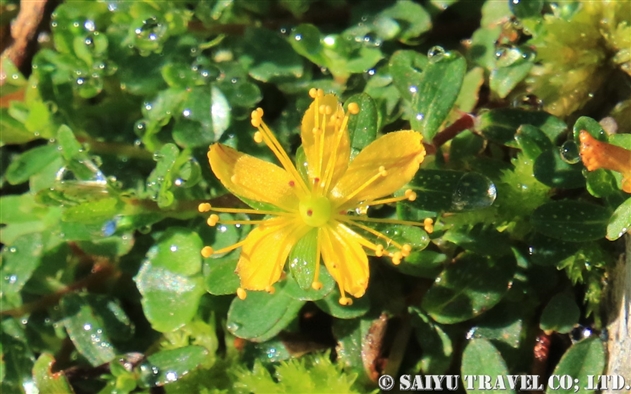 オトギリソウ属 Hypericum 世界の花だより