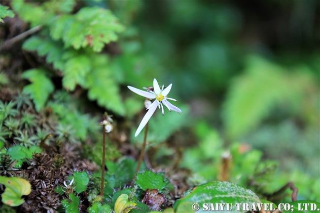 ヤクシマダイモンジソウ 屋久島大文字草 Saxifraga Fortunei Var Obtusocuneata F Minima 世界の花だより