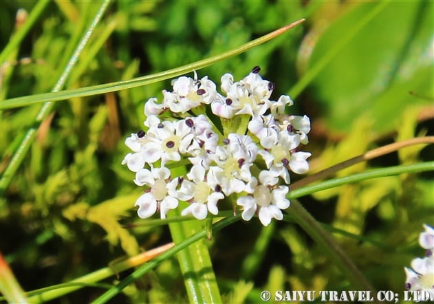 セリ科 Apiaceae 世界の花だより