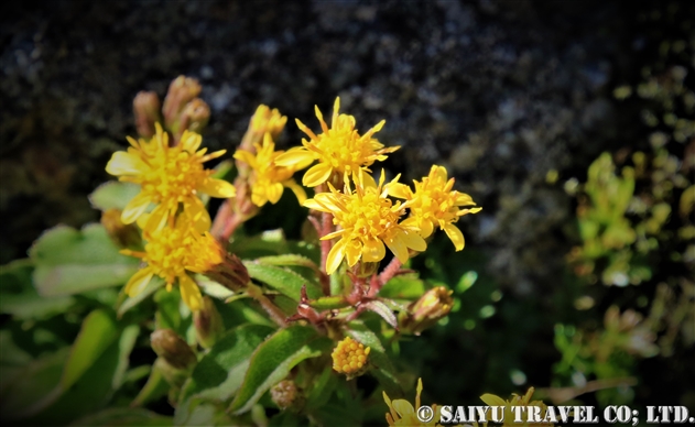 アキノキリンソウ属 Solidago 世界の花だより