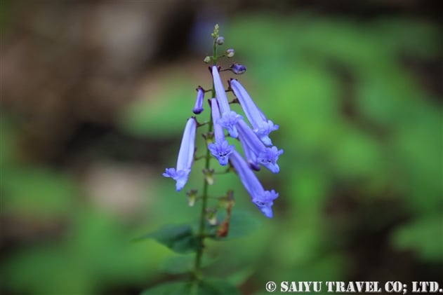 シソ科 Lamiaceae 世界の花だより