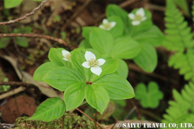 花 花の尾瀬 246 ゴゼンタチバナ ミズキ科 6月 世界の花だより 花 花の尾瀬 246 ゴゼンタチバナ ミズキ科 6月 世界の花だより