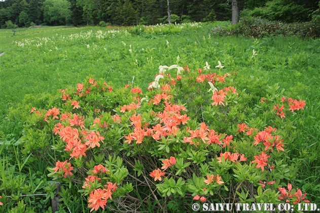 花の尾瀬 281 レンゲツツジ ツツジ科 世界の花だより