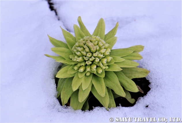 フキ 蕗 Petasites Japonicus 世界の花だより