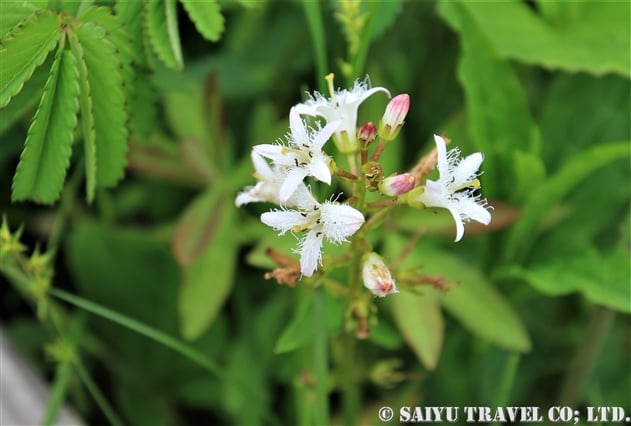 ミツガシワ（三槲：Menyanthes trifoliata）