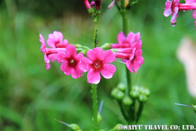 クリンソウ（九輪草：Primula japonica）