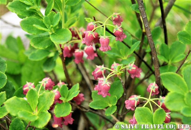 ウラジロヨウラク（裏白瓔珞：Menziesia multiflora）