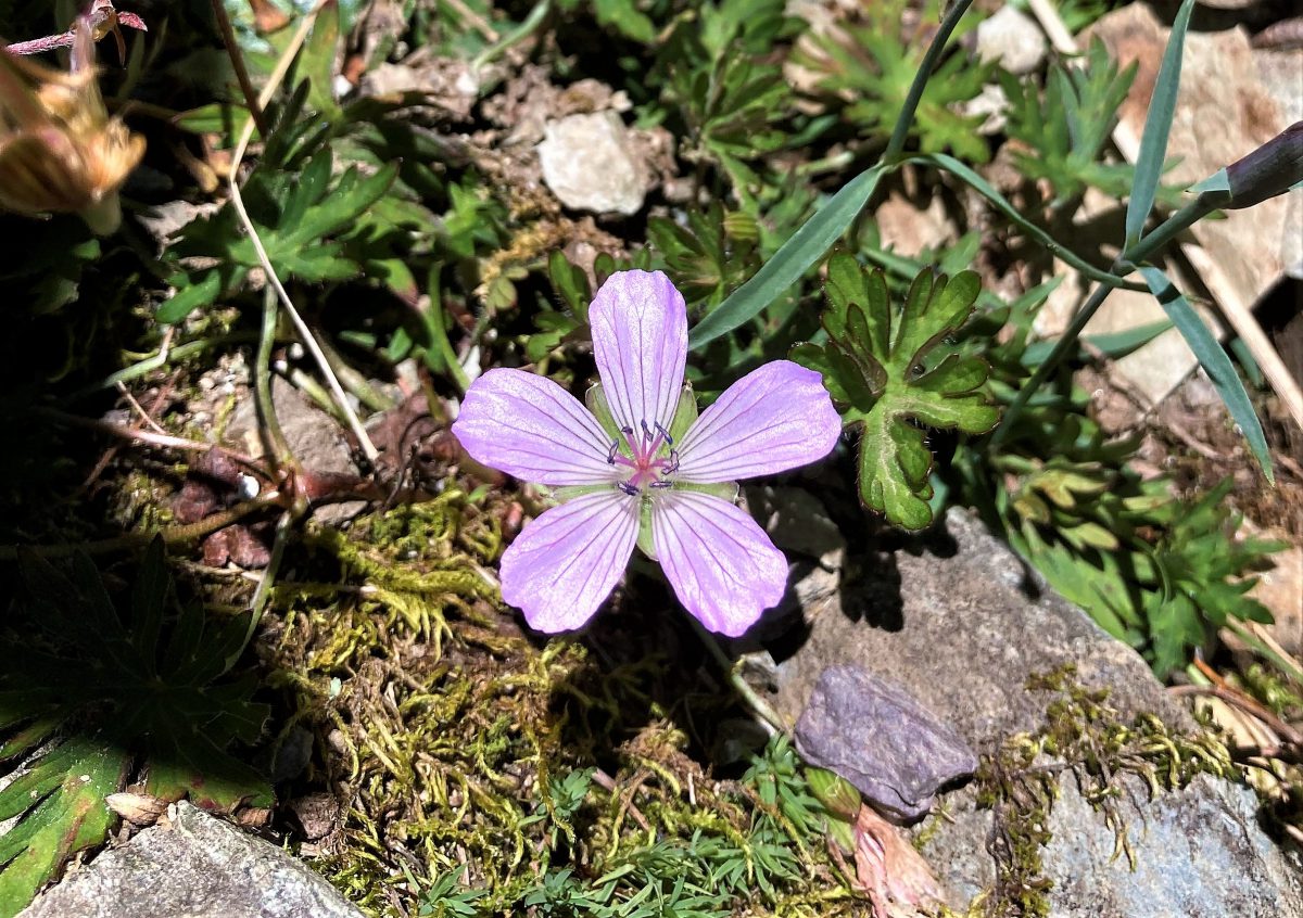 ハクサンフウロ 白山風露 Geranium Yesoense Var Nipponicum 世界の花だより