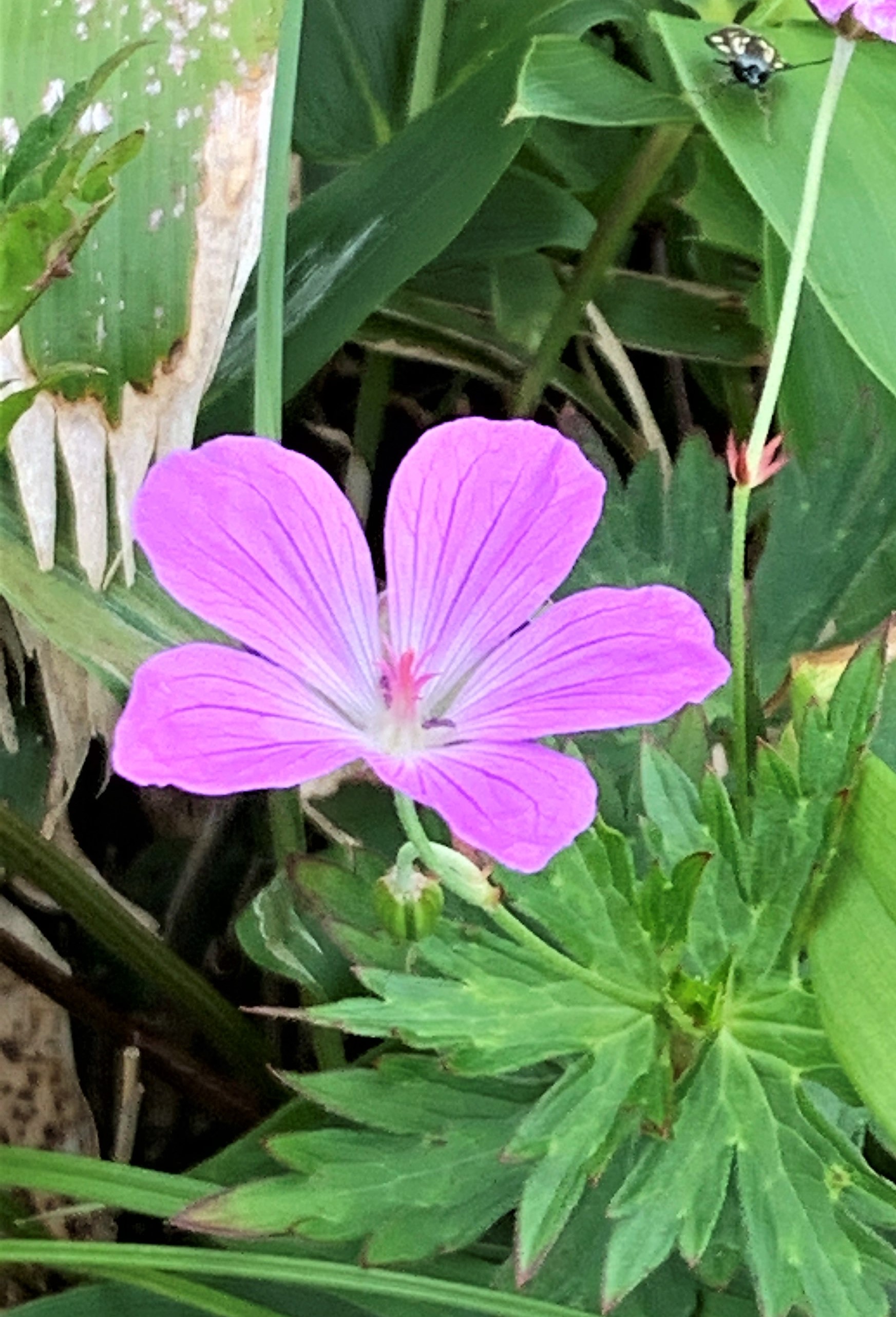 ハクサンフウロ 白山風露 Geranium Yesoense Var Nipponicum 世界の花だより