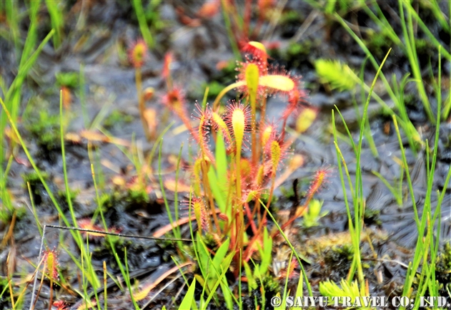 モウセンゴケ属 Drosera 世界の花だより モウセンゴケ属 Drosera 世界の花だより