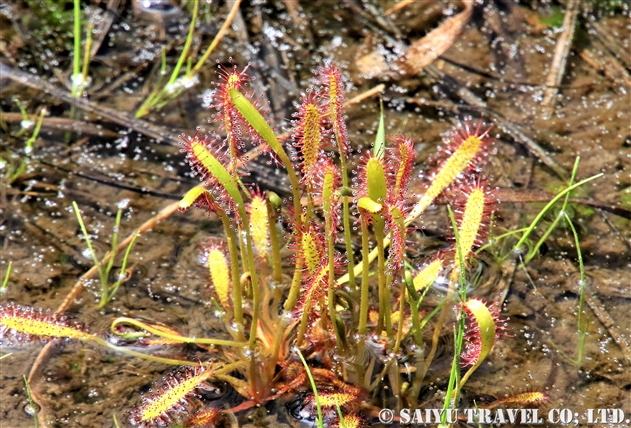 ナガバノモウセンゴケ（長葉の毛氈苔：Drosera anglica）