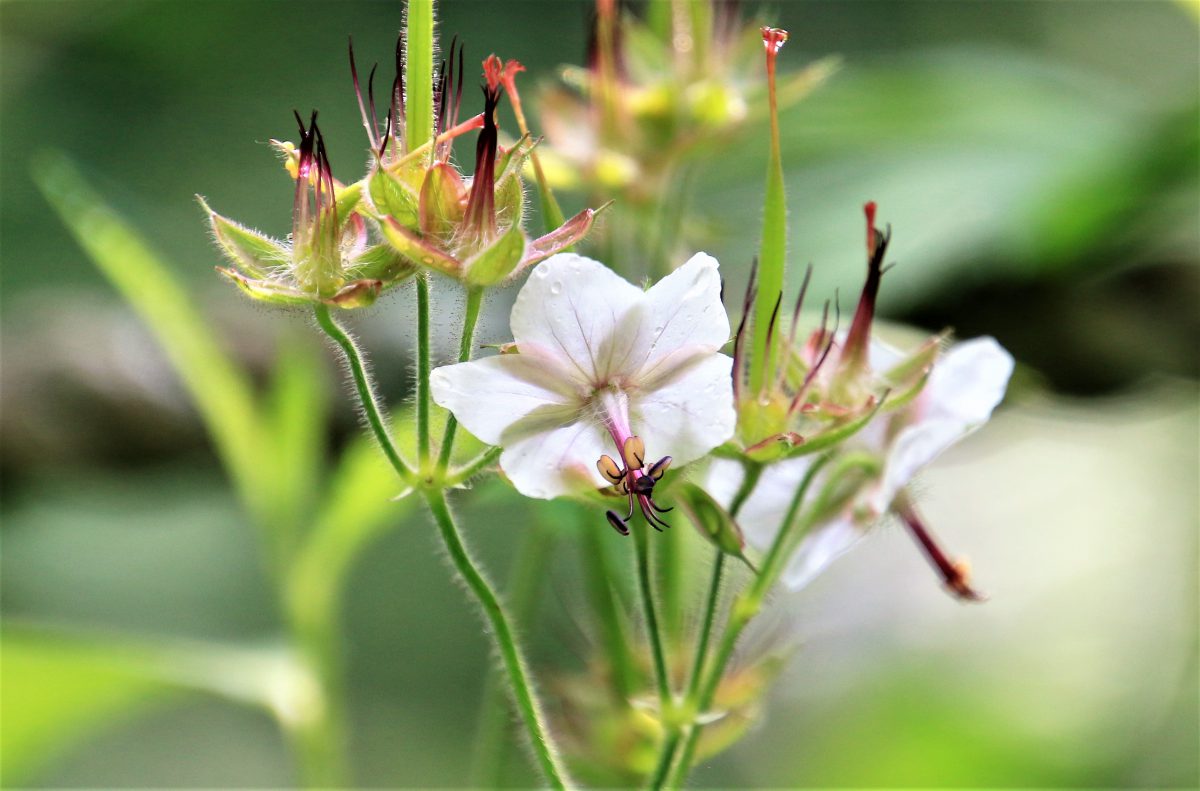 グンナイフウロ（郡内風露：Geranium onoei var. onoei f. onoei）