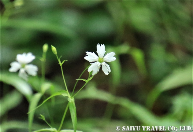 センジュガンピ（千手岩菲：Lychnis gracillima）