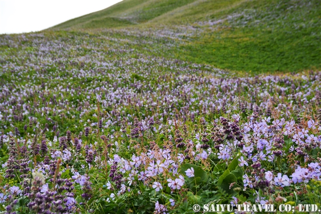 日本・世界に咲くフウロソウの花々