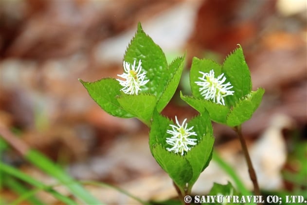 ヒトリシズカ 一人静 Chloranthus Quadrifolius 世界の花だより