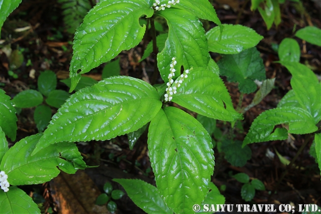 フタリシズカ (二人静：Chloranthus serratus)