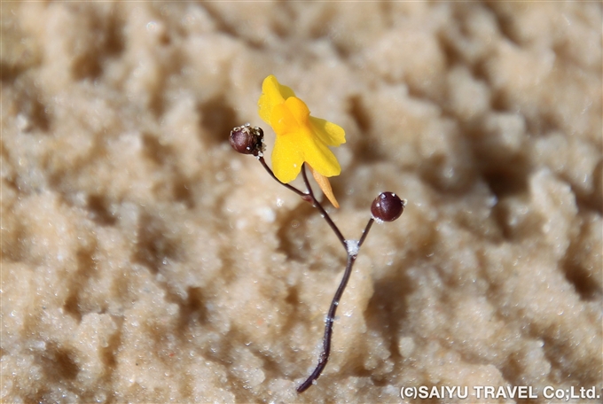 白亜の大砂丘レンソイスで見つけた可憐な花