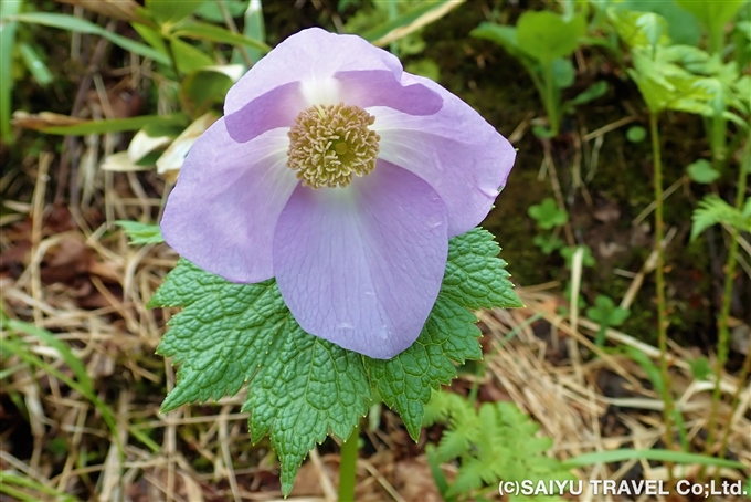 シラネアオイ（白根葵：Glaucidium palmatum）