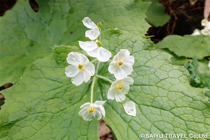 サンカヨウ（山荷葉：Diphylleia grayi）