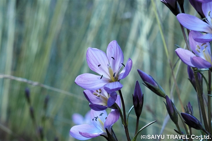 オキ・マカ（Oqi-maqa ／ Gentianella tristicha）