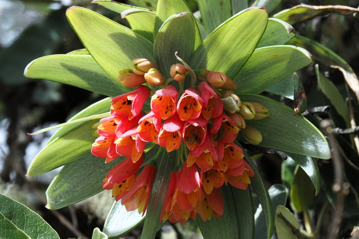 アウリンシャ（Bomarea albimontana）