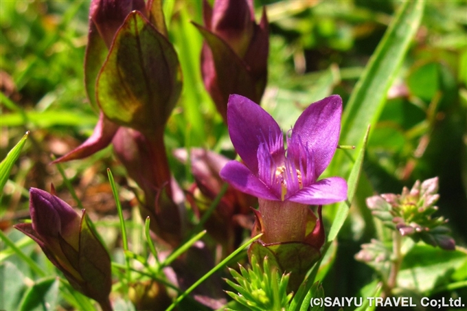ゲンチアナ・カムペストリス（Gentiana campestris）