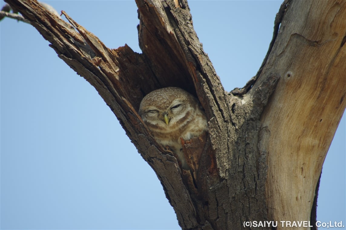  インドコキンメフクロウの雛