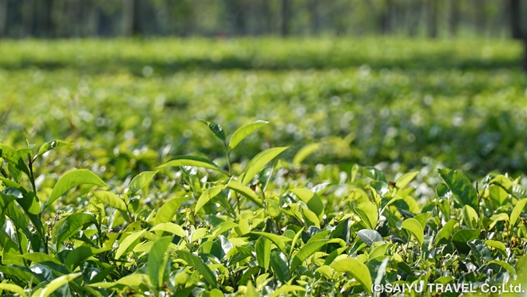 収穫を控えた茶葉