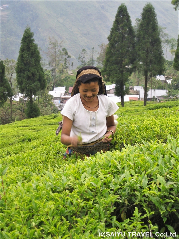 ダージリン②　世界三大銘茶のひとつ・ダージリンティー