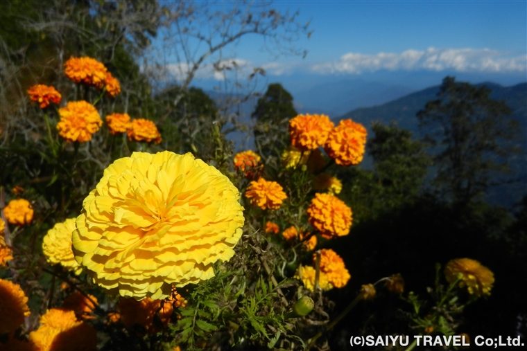 Darjeeling