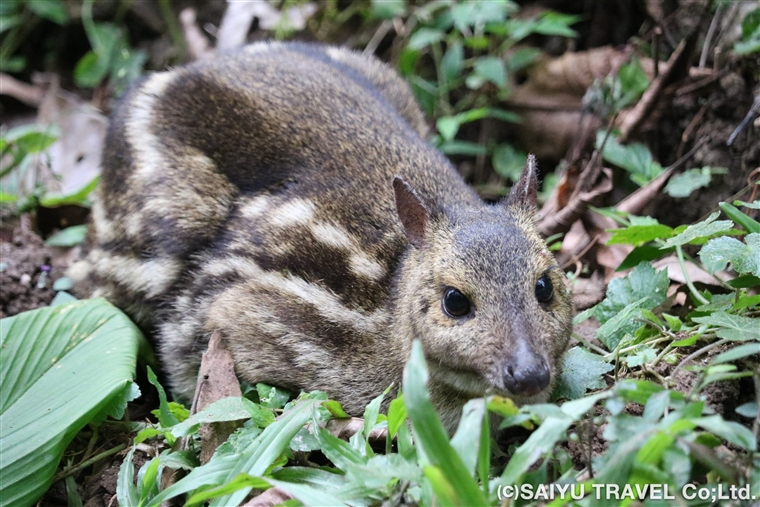 ケーララ州の魅力③　テッカディとペリヤール国立公園＜３＞