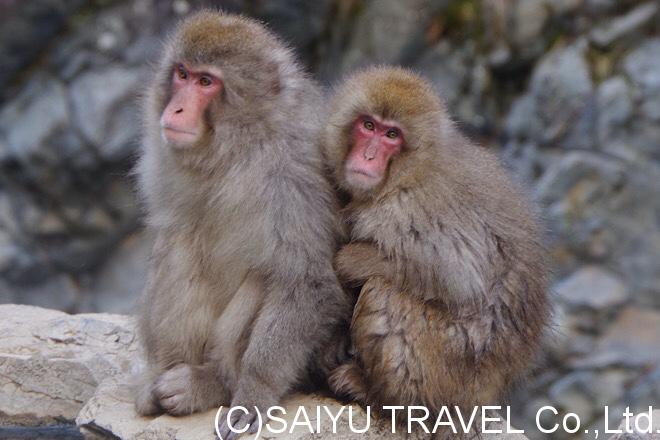 日本の動物 美しき日本の旅 日本の絶景案内人ネイチャー フォトガイド 上鶴篤史 西遊旅行