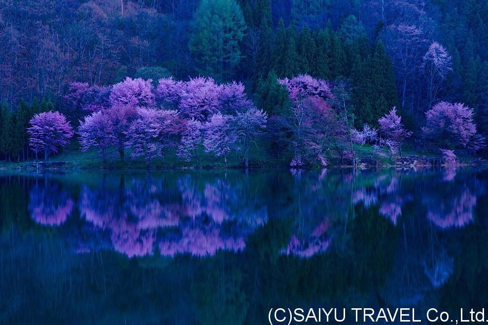今日の桜 – 信州中綱湖の桜　01