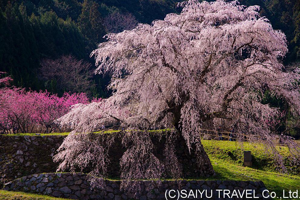 今日の桜 − 奈良「又兵衛桜」02