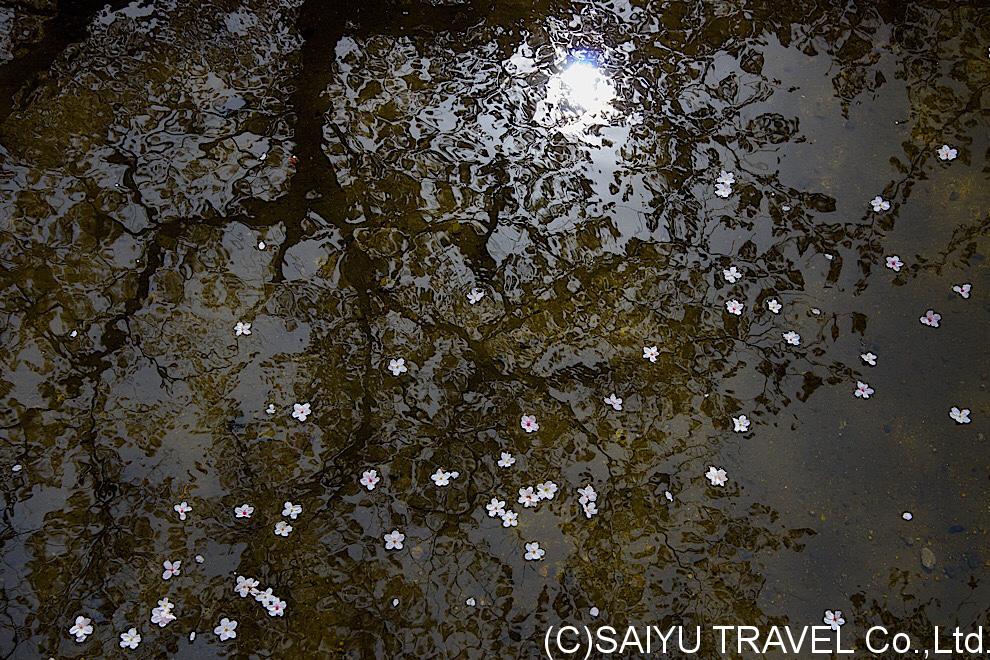 今日の桜 − 京都 蹴上にて 03