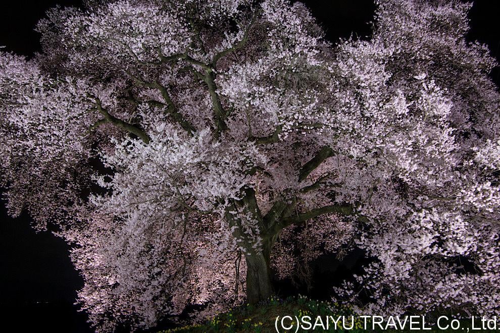 今日の桜 − 夜の「ワニ塚の桜」04