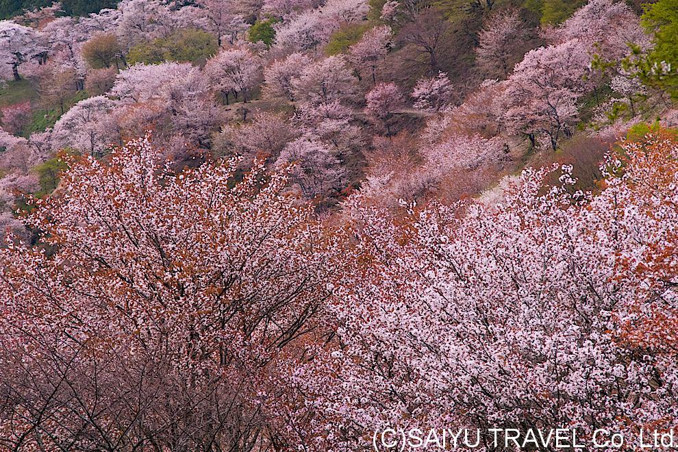 今日の桜 – 吉野千本桜 05