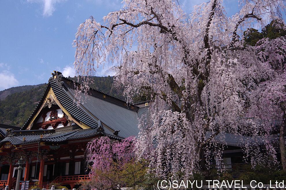 今日の桜 − 身延の枝垂れ桜　06