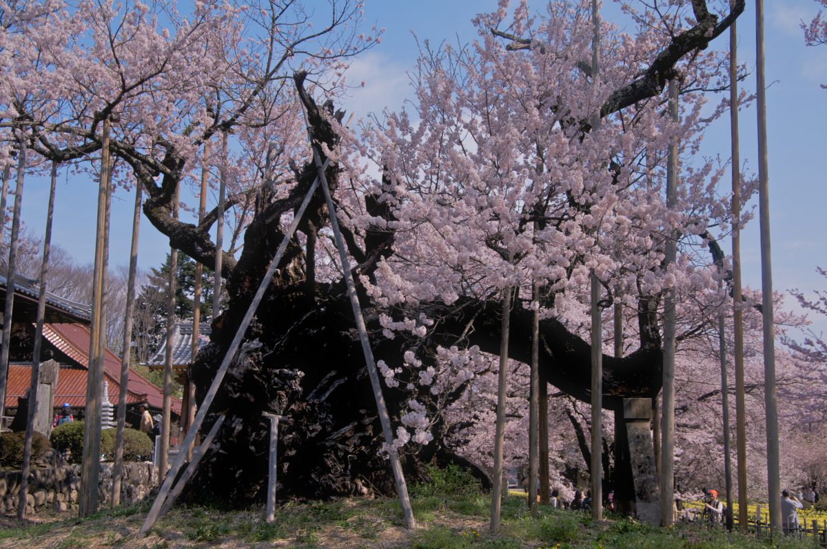 今日の桜 – 山高神代桜 07