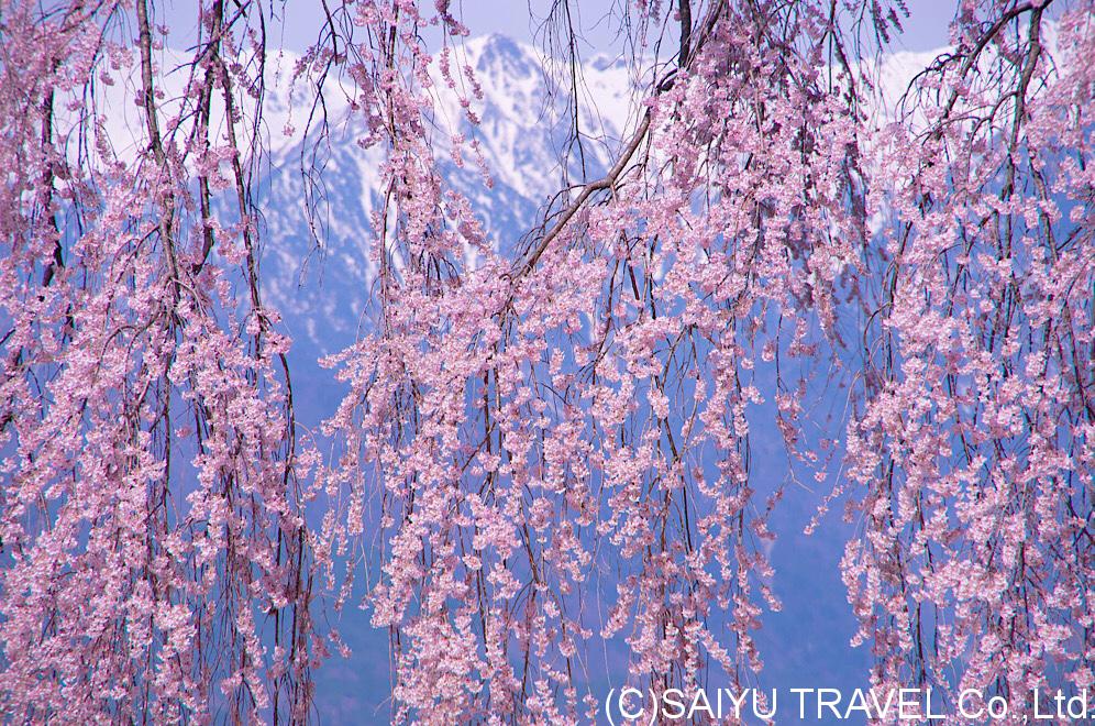 今日の桜 –白銀のアルプスと桜 08