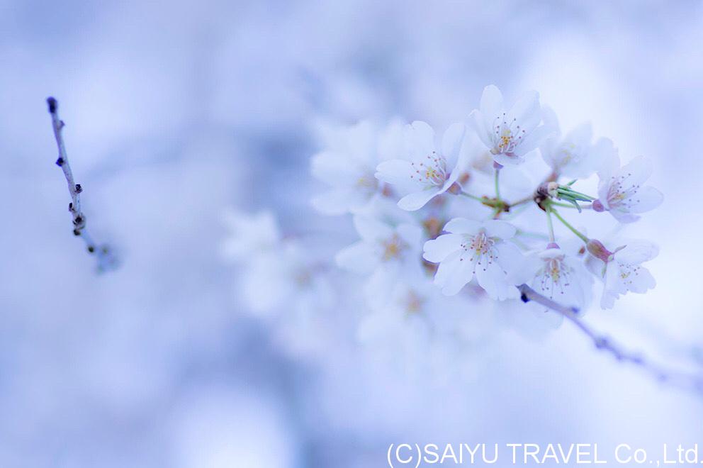今日の桜 –マクロで撮影してみよう！　09