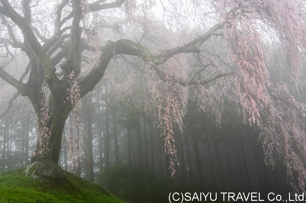 今日の桜  幻想の乙妻桜　10