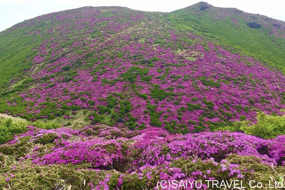 ミヤマキリシマの九重山